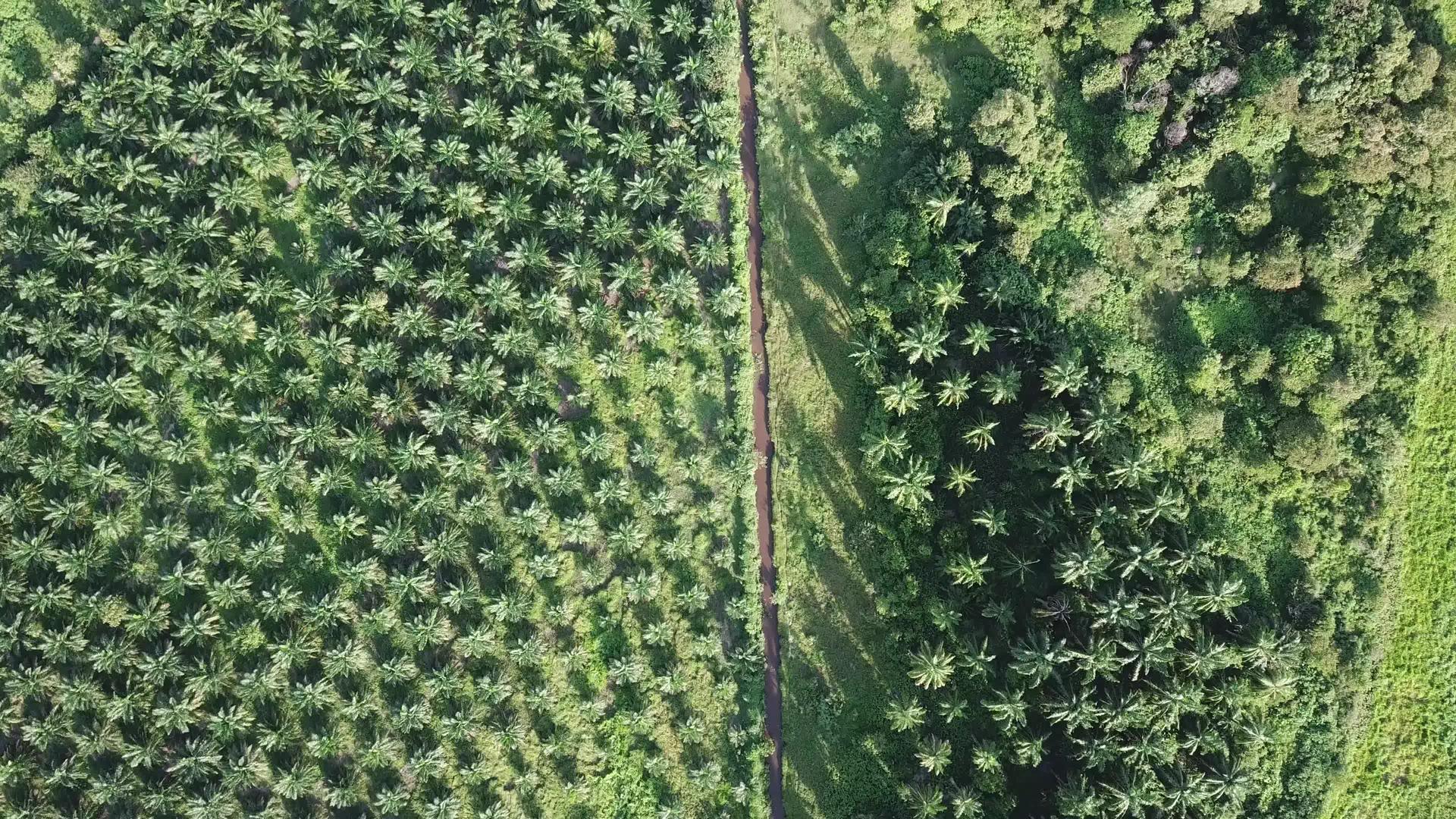 油棕榈种植园的上下空间视频的预览图