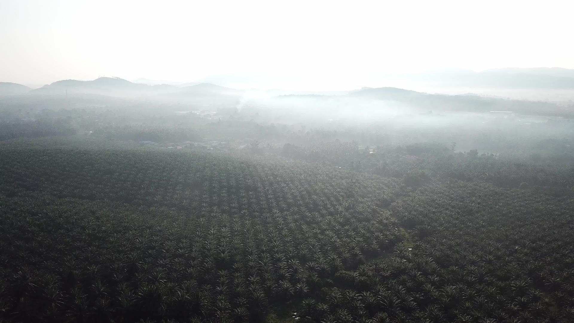 早上在马来西亚的油棕榈种植园飞行视频的预览图