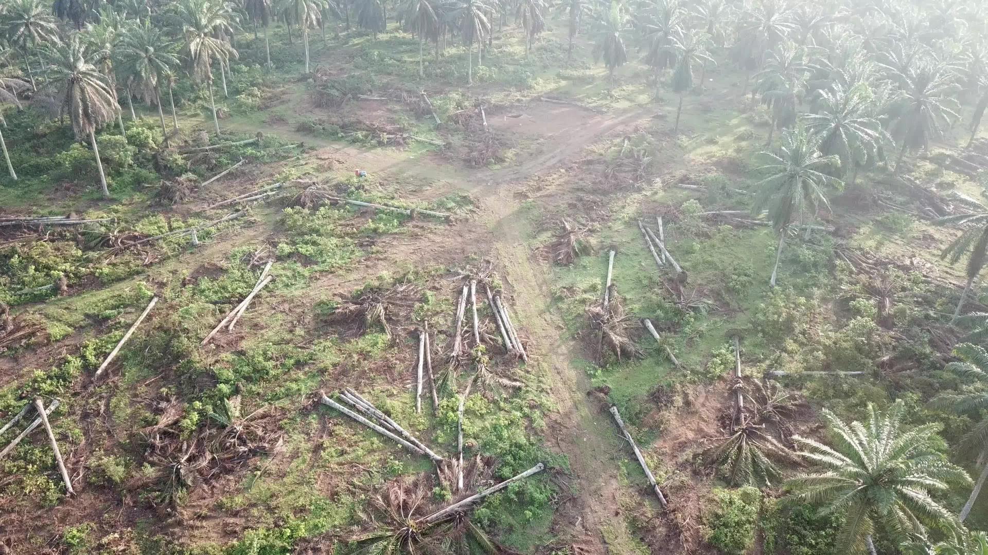 死油棕榈种植在马来西亚用于其他目的视频的预览图