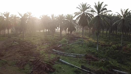 明天早晨阳光照耀着马来西亚的清油棕榈种植园视频的预览图