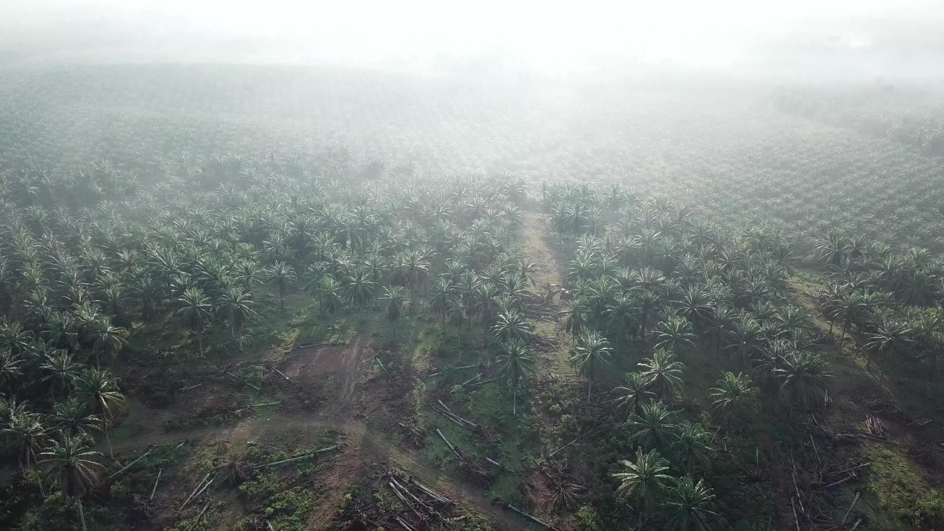 清晨在种植园里死油棕榈树用雾飞过视频的预览图