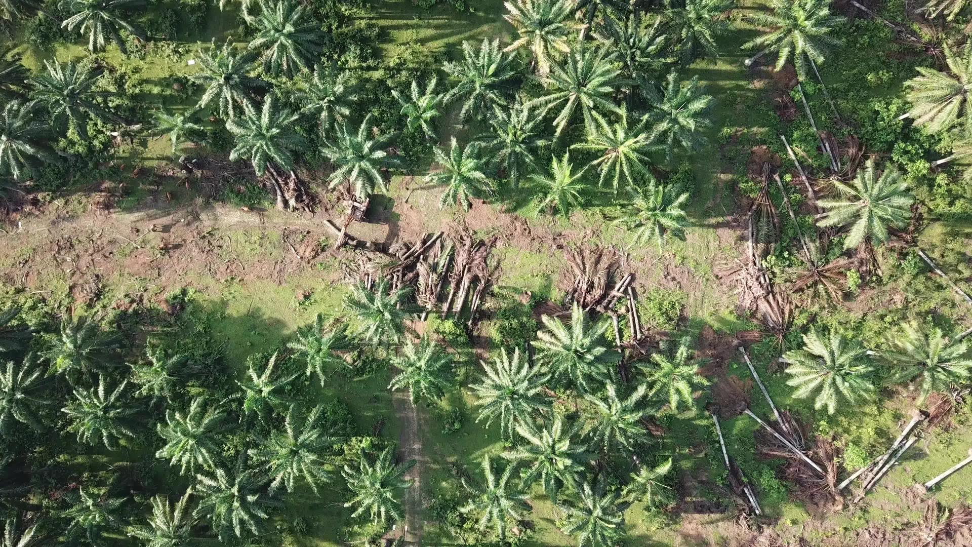 在Malaysia清除油棕榈树视频的预览图