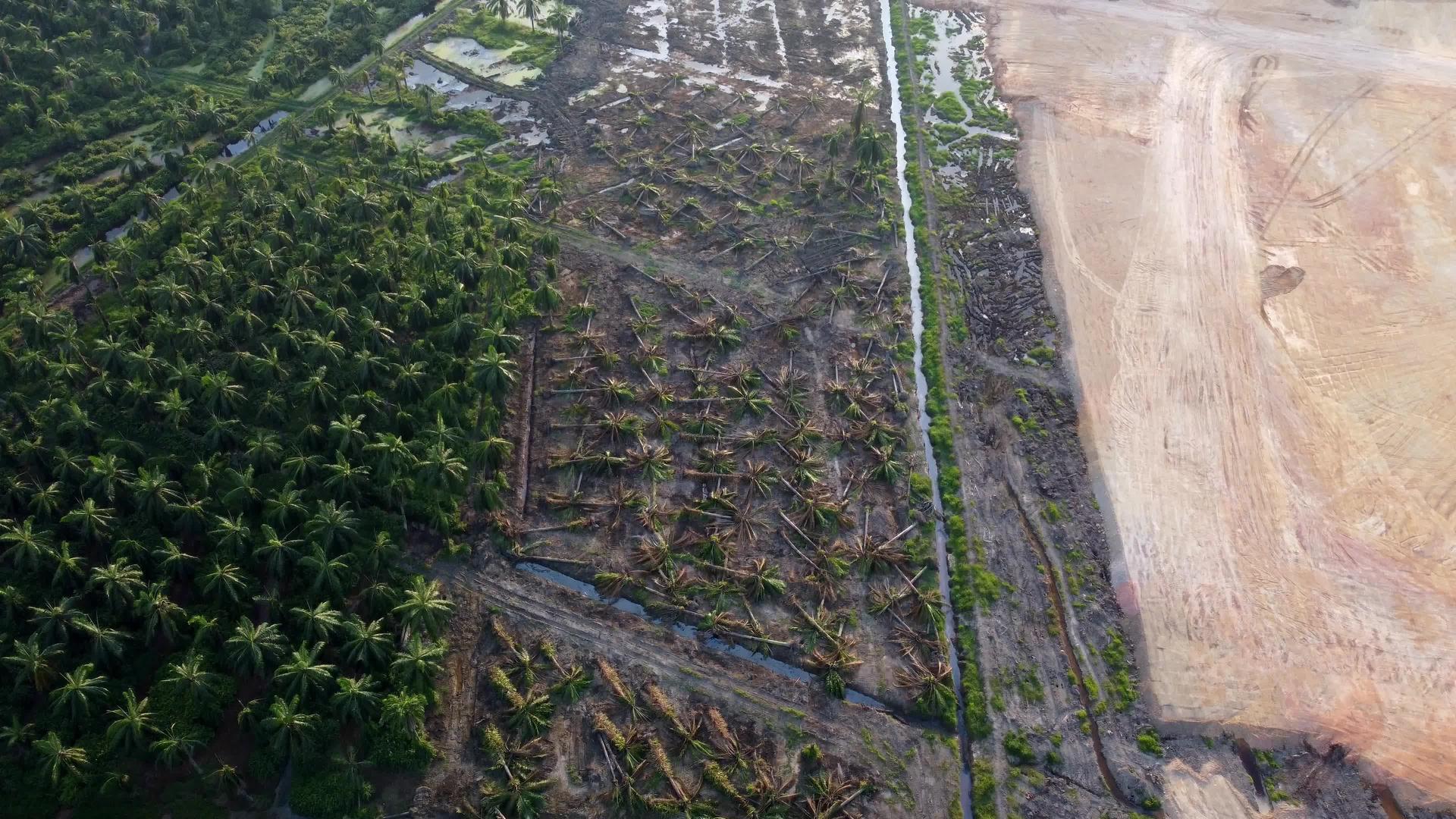 在清理土地期间砍伐油棕榈树视频的预览图