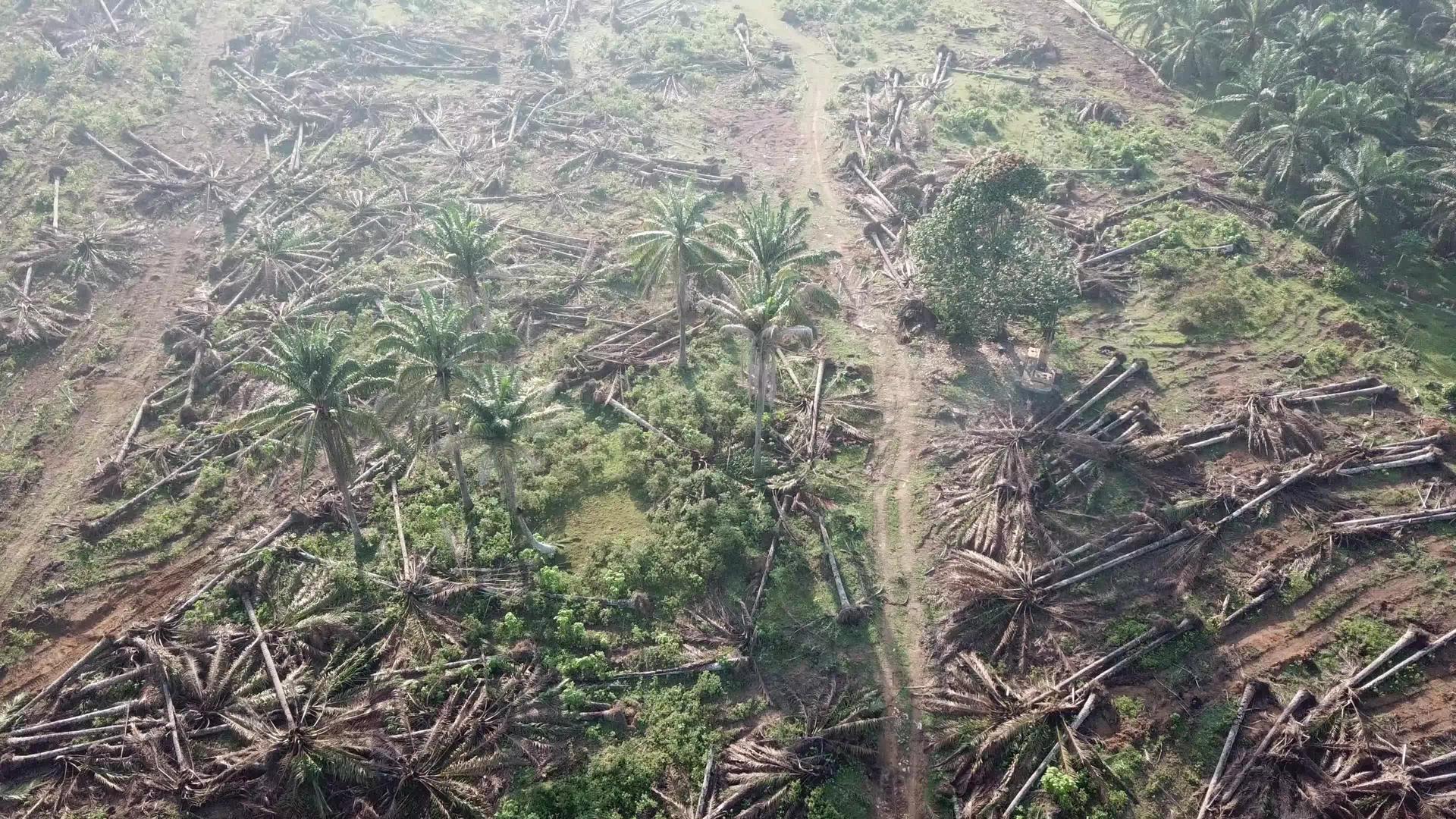 开垦油棕榈地改种其他农业视频的预览图