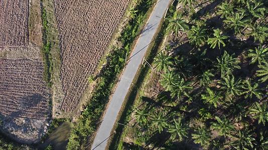 油棕榈和种植地视频的预览图