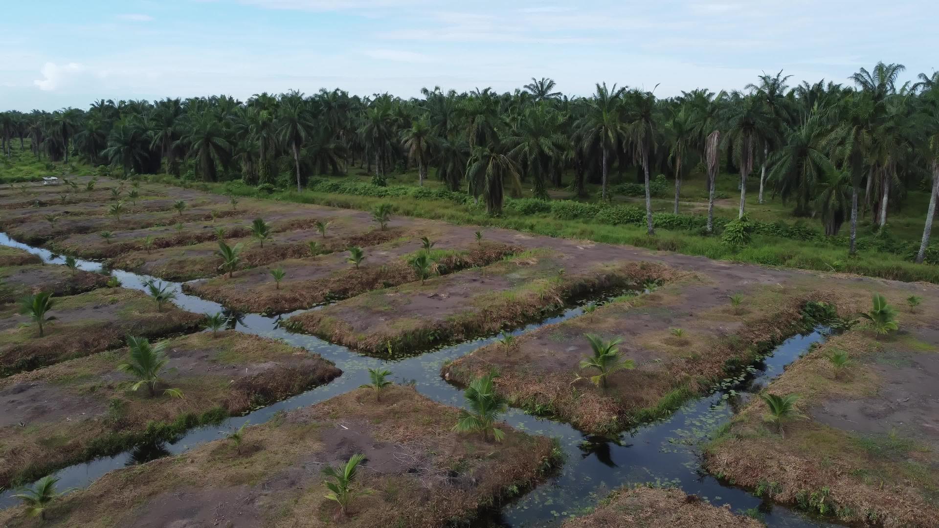 在农场种植年轻的油棕榈树视频的预览图