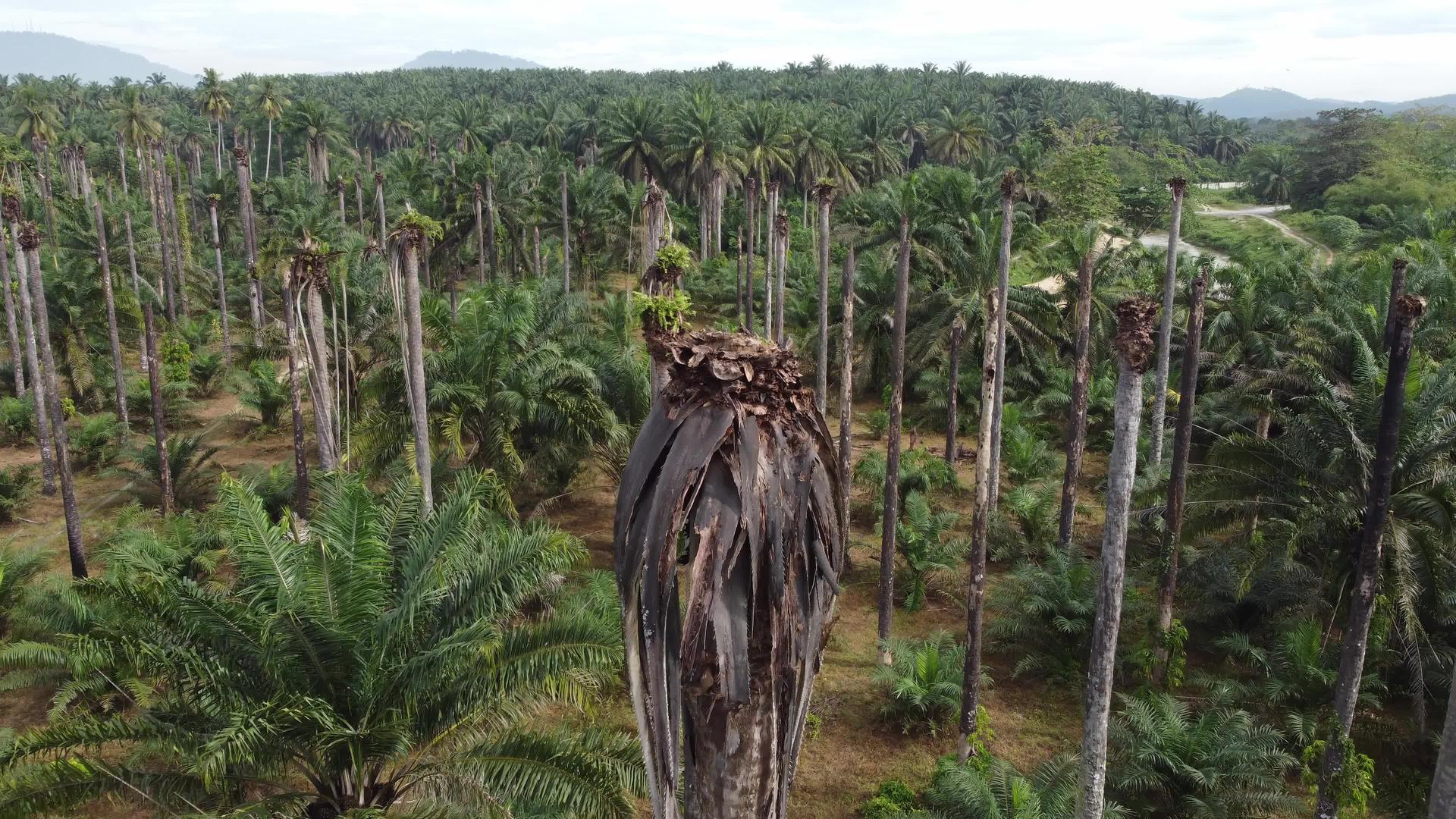 干枯树油棕榈种植园视频的预览图