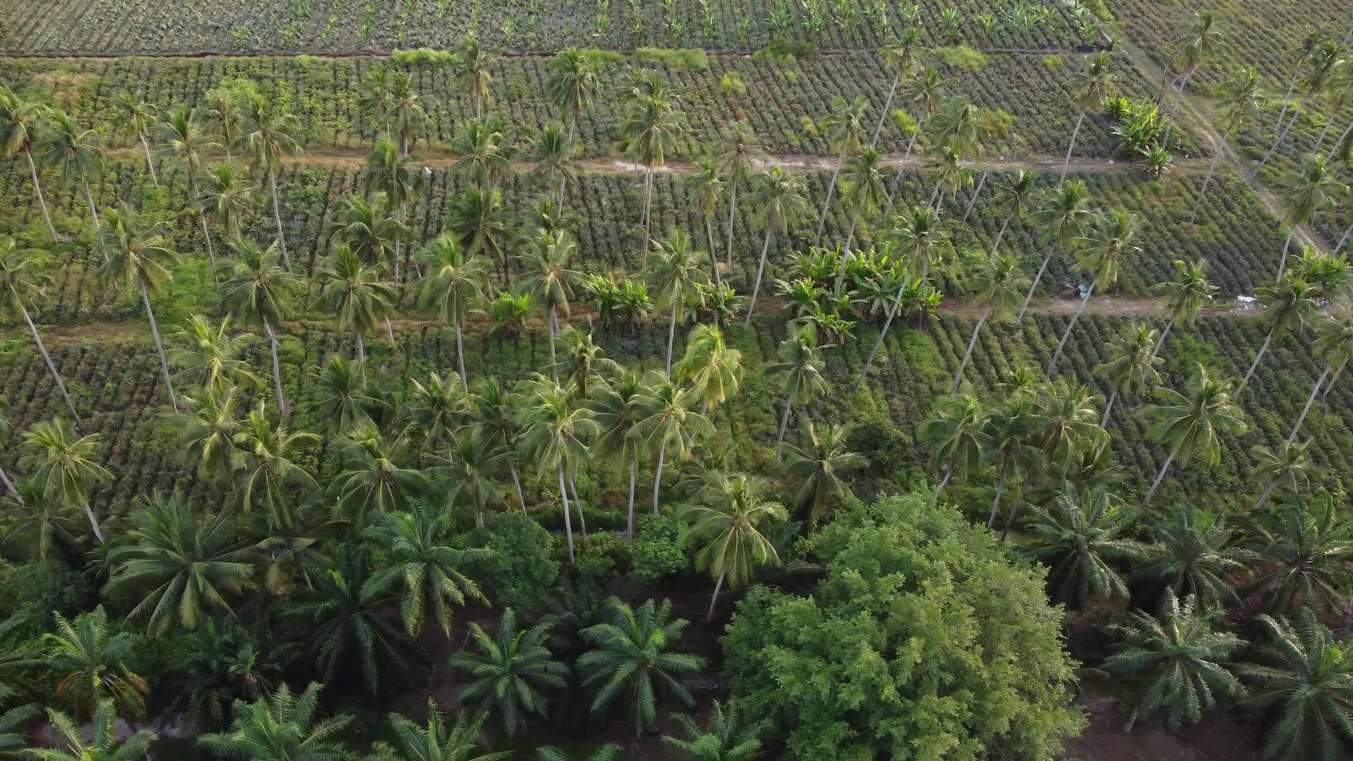 在空中滑动椰子椰子棕榈树视频的预览图