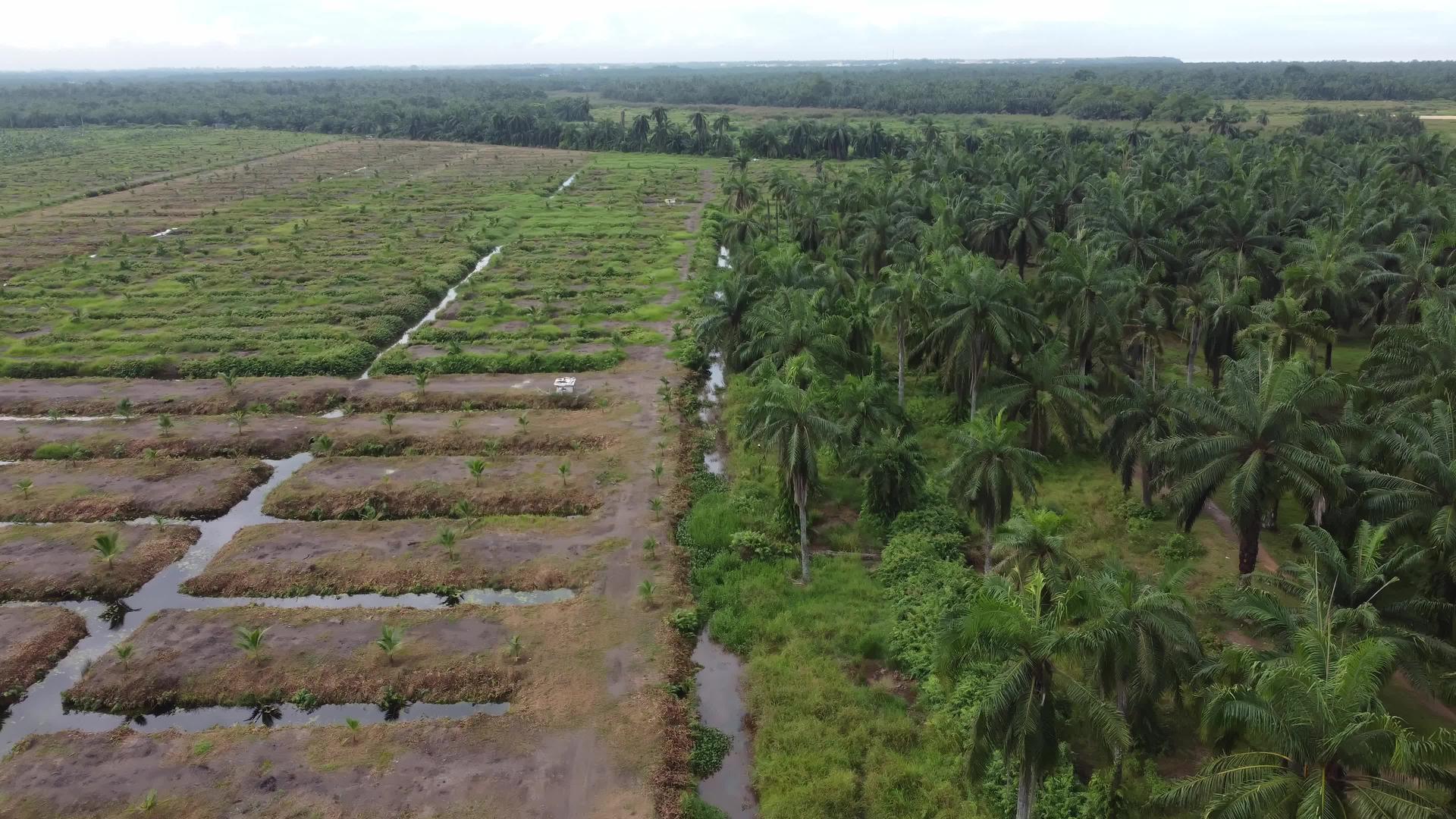 年轻的油棕榈树正在重新种植视频的预览图