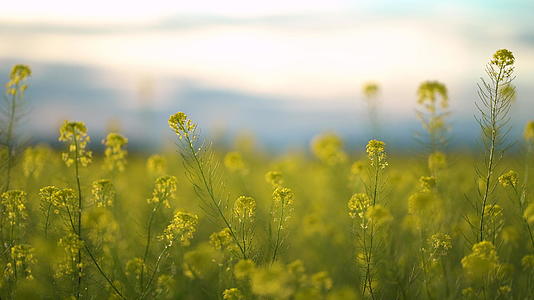 黄色开花的卡诺拉田地种子田关闭了视频的预览图
