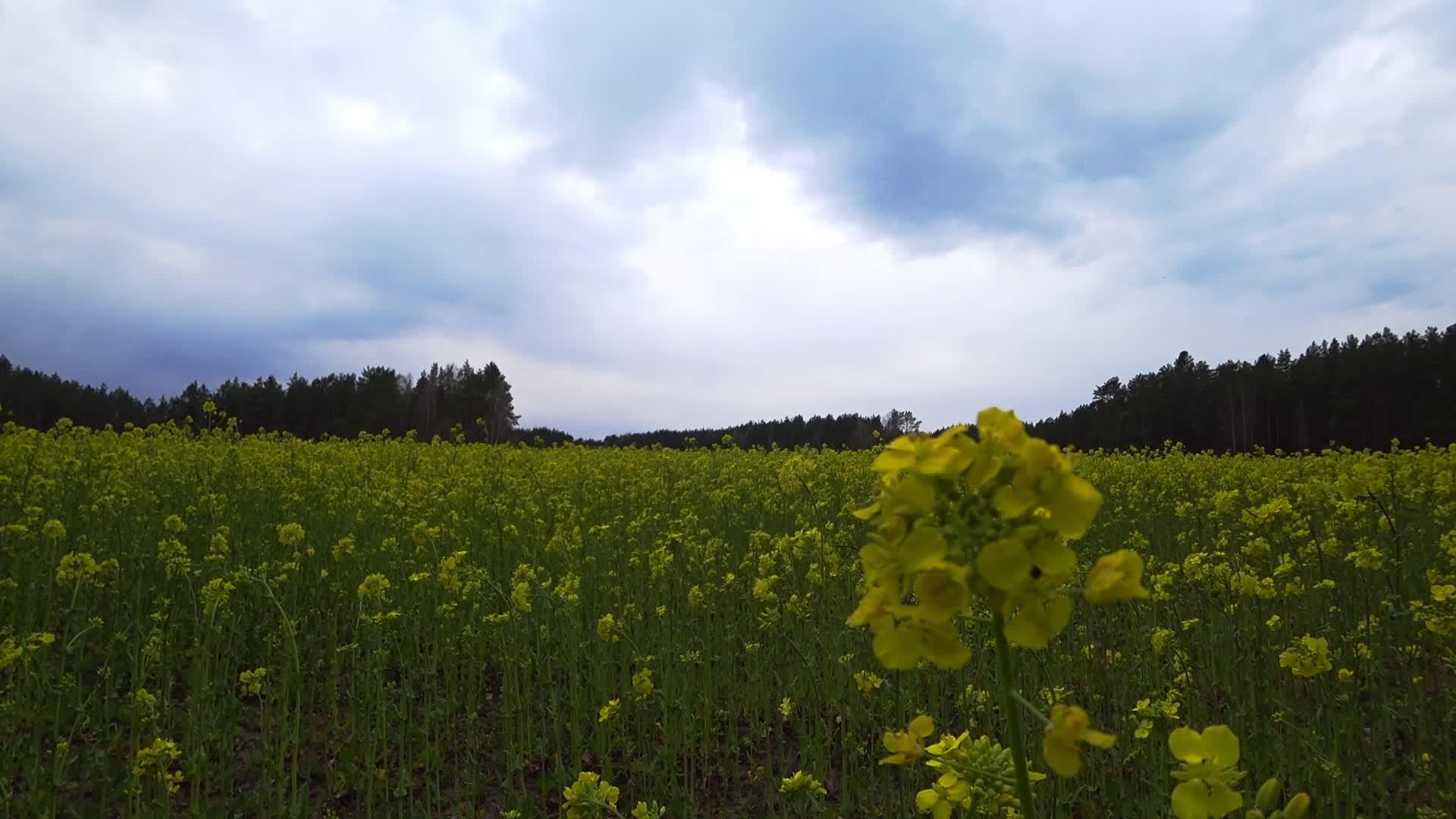 今天花的黄色田地被的种子田真的很糟糕视频的预览图