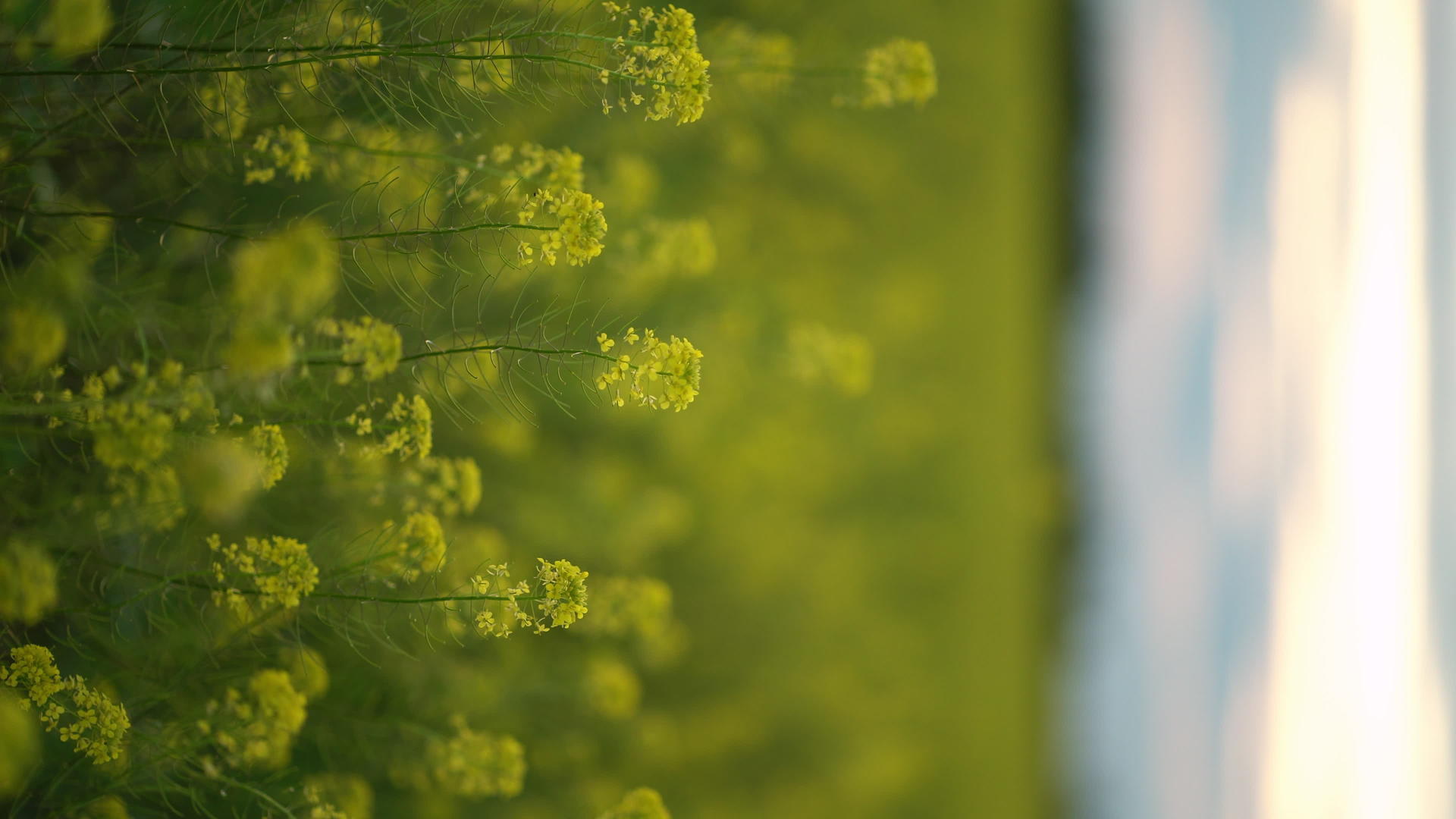 黄色开花的卡诺拉田地种子田垂直视频关闭视频的预览图