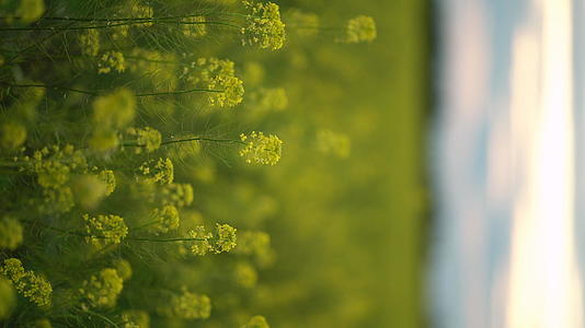 黄色开花的卡诺拉田地种子田垂直视频关闭视频的预览图