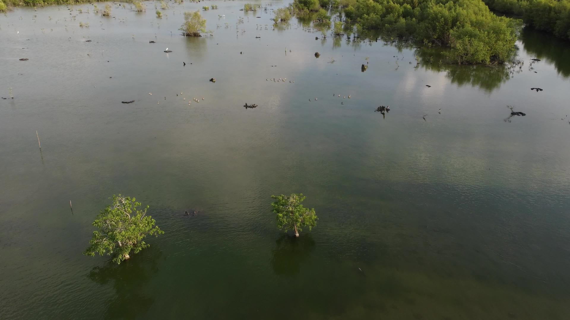在鸟类栖息地的红树林沼泽上飞翔视频的预览图