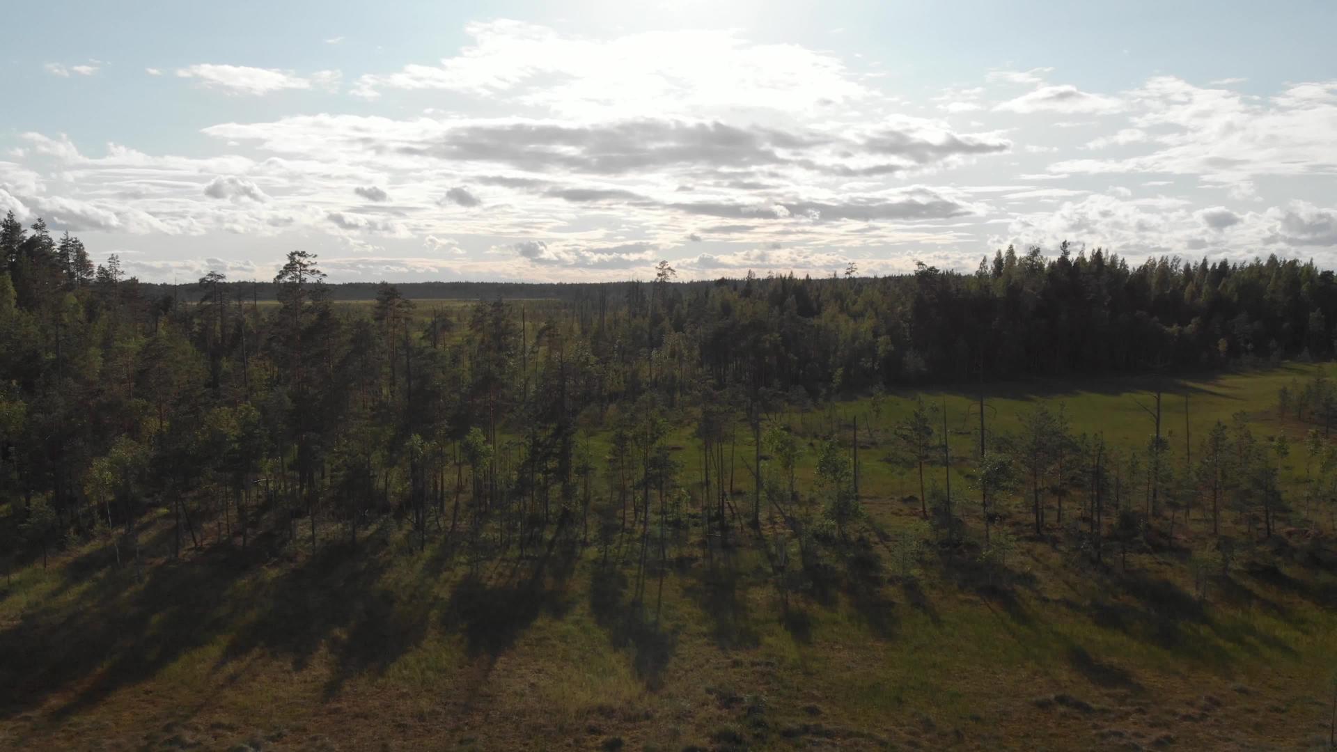 有枯树的沼泽森林沙子在空中有长长的影子视频的预览图