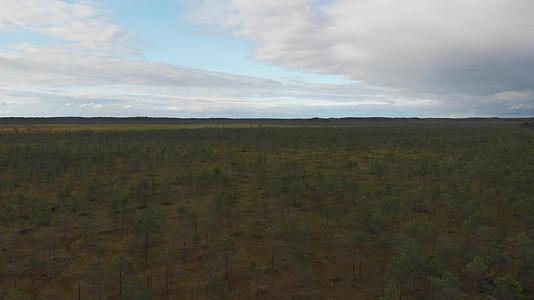 松树生长在沼泽大面积的空中飞行区视频的预览图