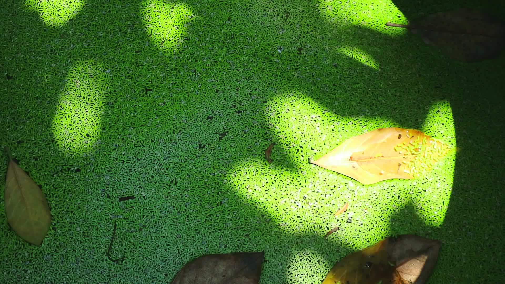 绿芽生生生在池塘的水面和树叶的阴影上视频的预览图
