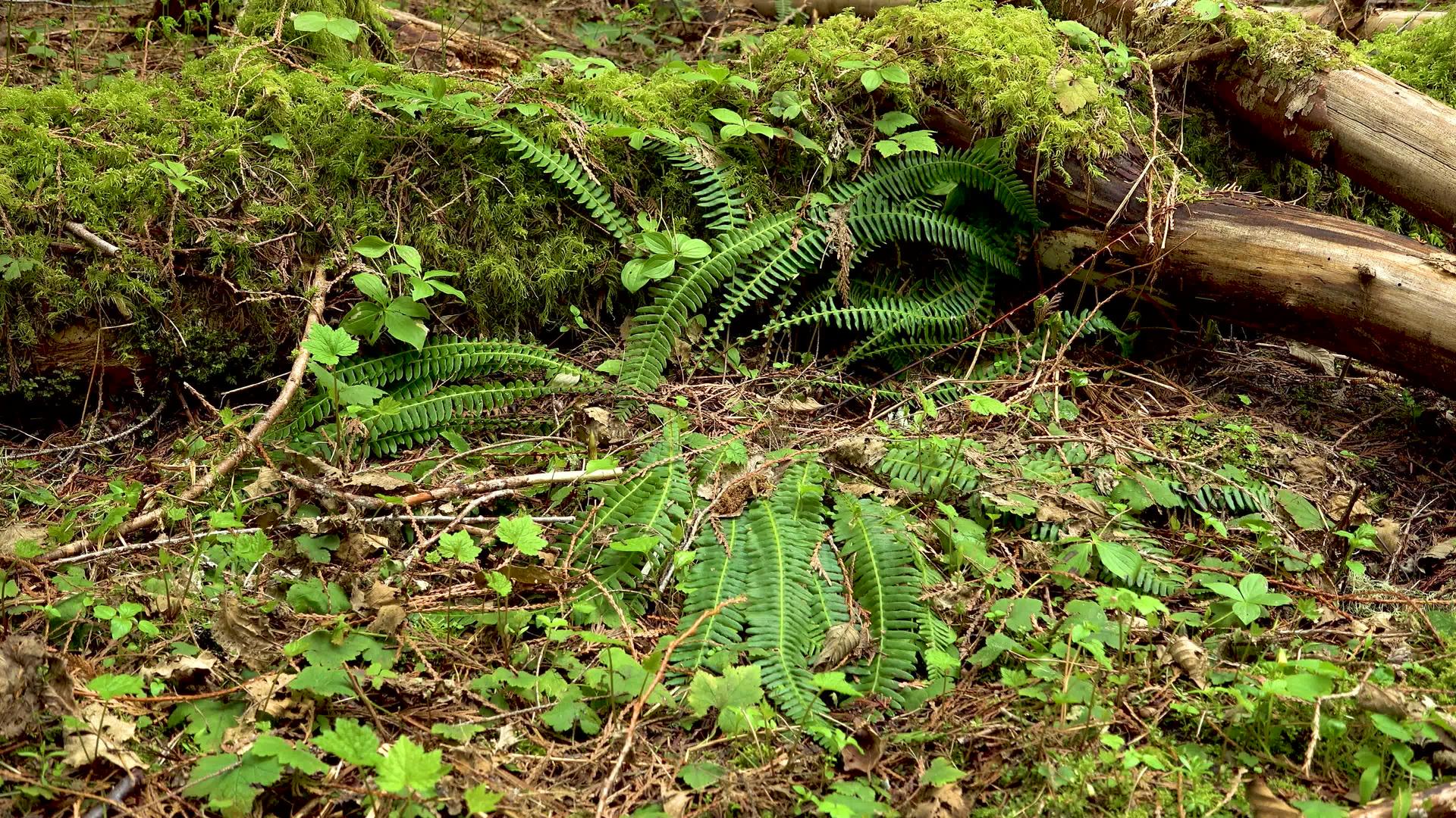 潮湿森林中的沼泽植物、苔藓和粪便视频的预览图