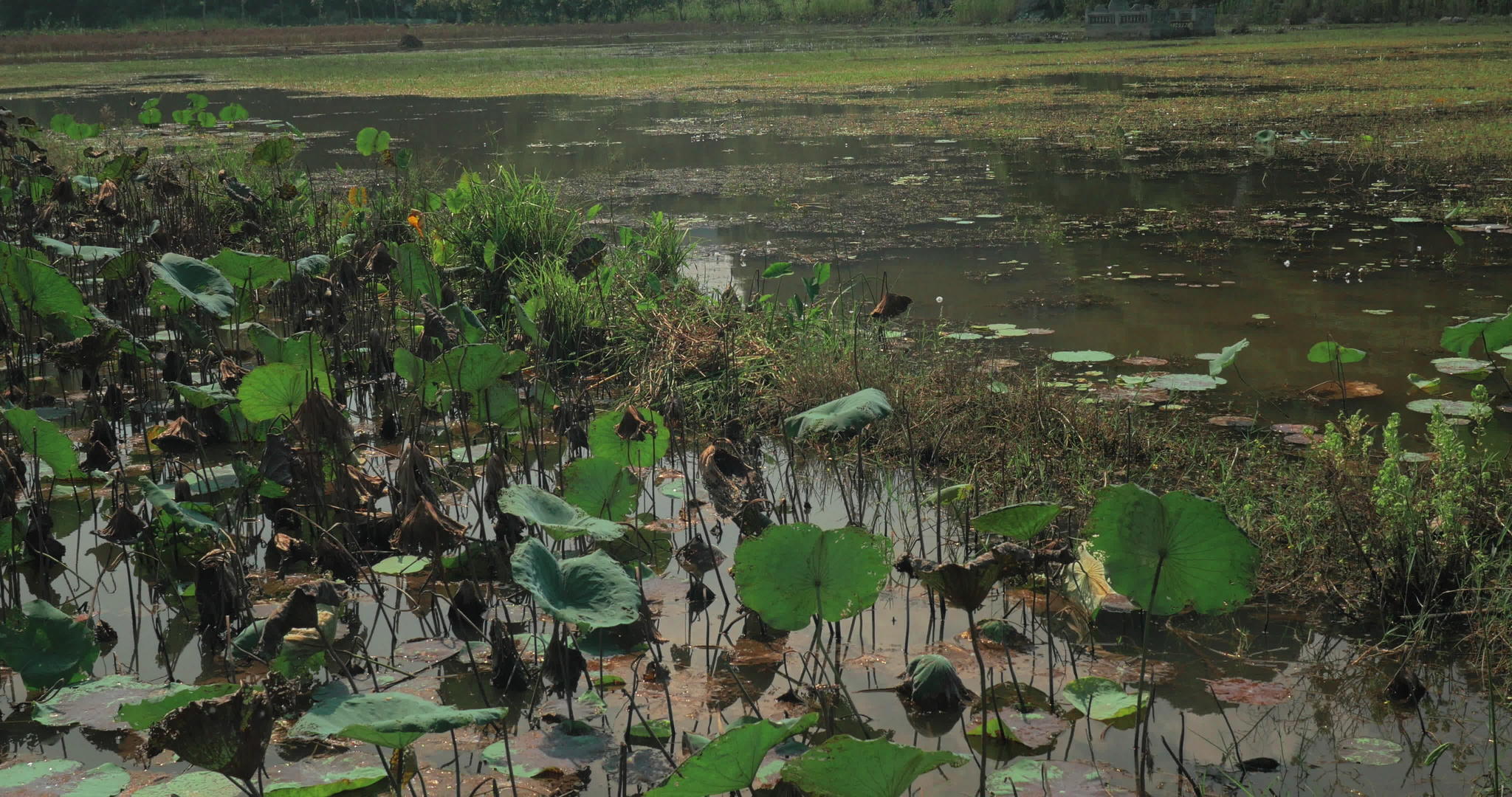 以北阿诺伊为背景绿山沼泽为背景Hanoi视频的预览图