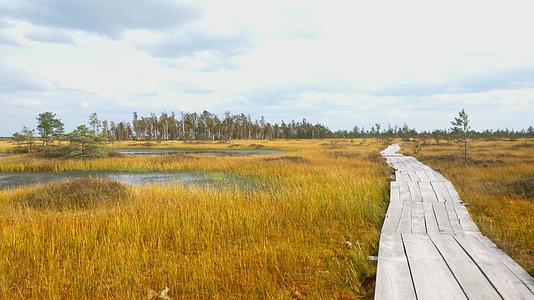 一个美丽的黄色沼泽秋天散步的风景视频的预览图