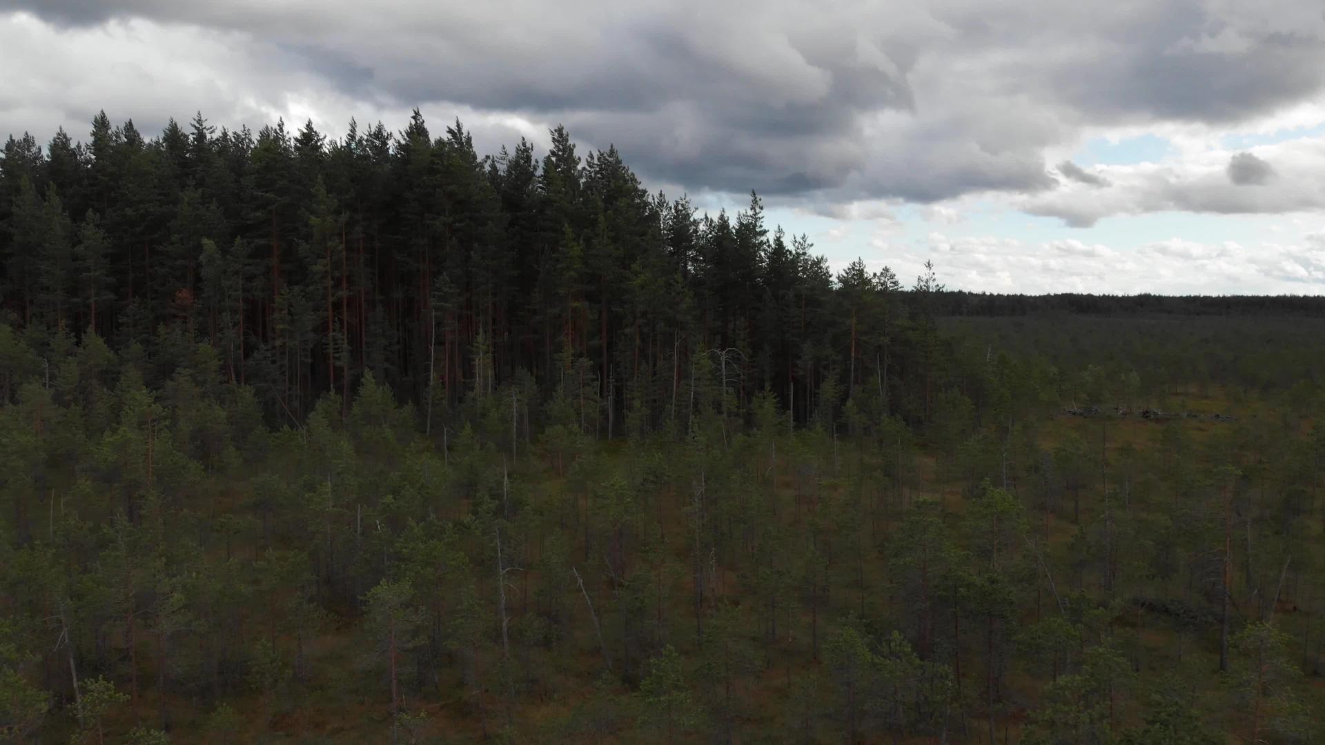 黑暗的森林边缘拉出了厚厚的云层视频的预览图