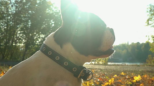 小狗享受阳光明媚的一天视频的预览图