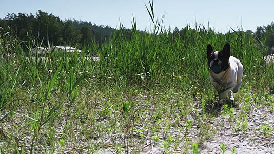 小白狗在草地上有黑斑毛皮视频的预览图