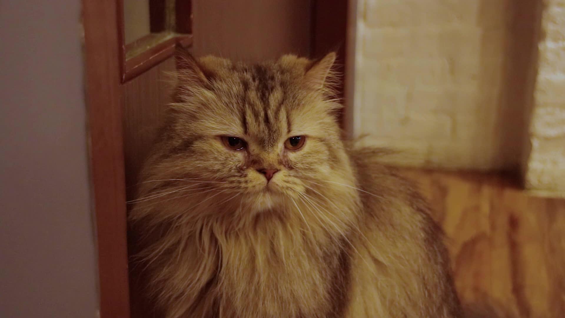 无聊的波斯猫在门口等着视频的预览图