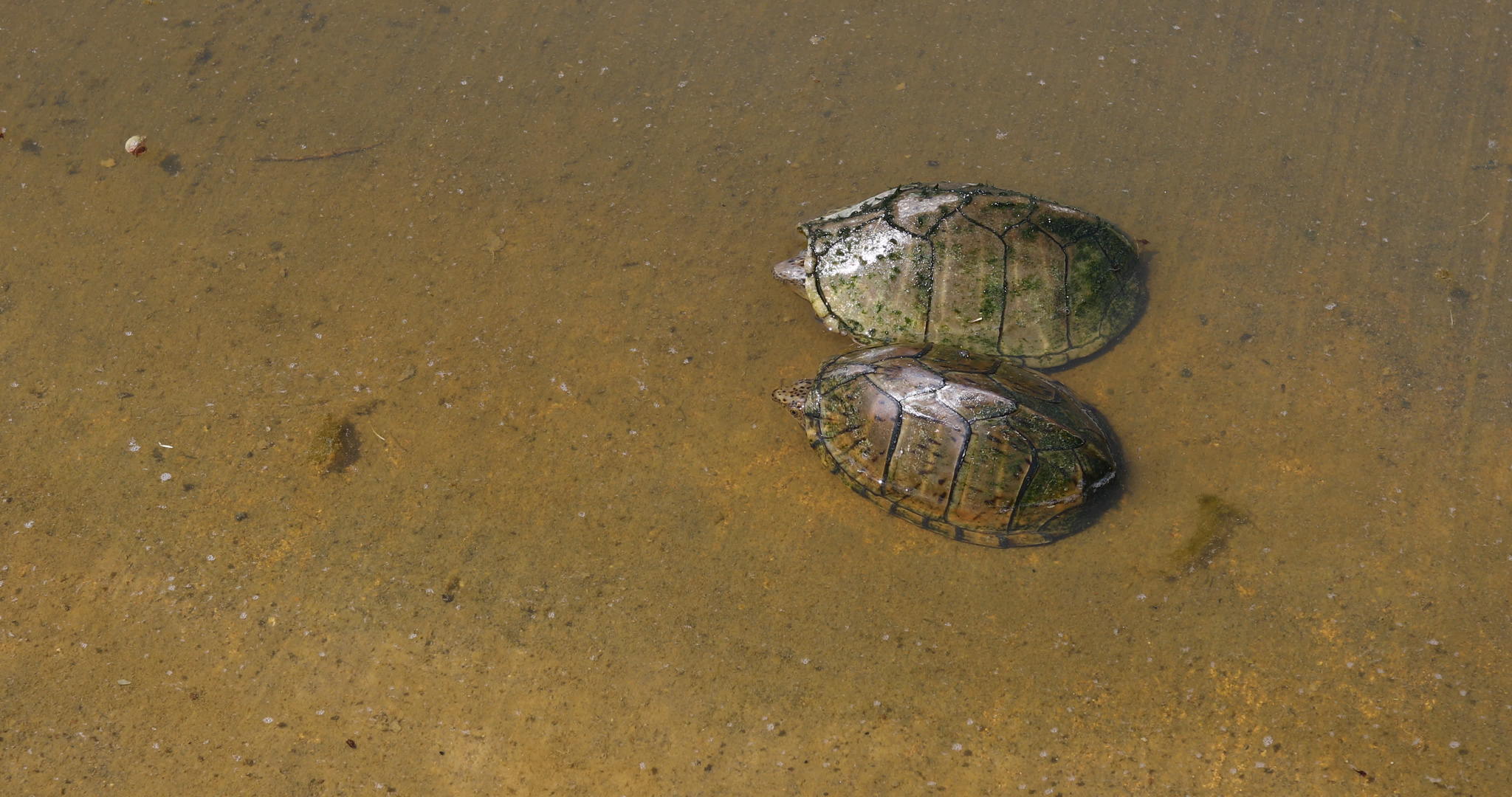 两只泥龟在浅水中视频的预览图