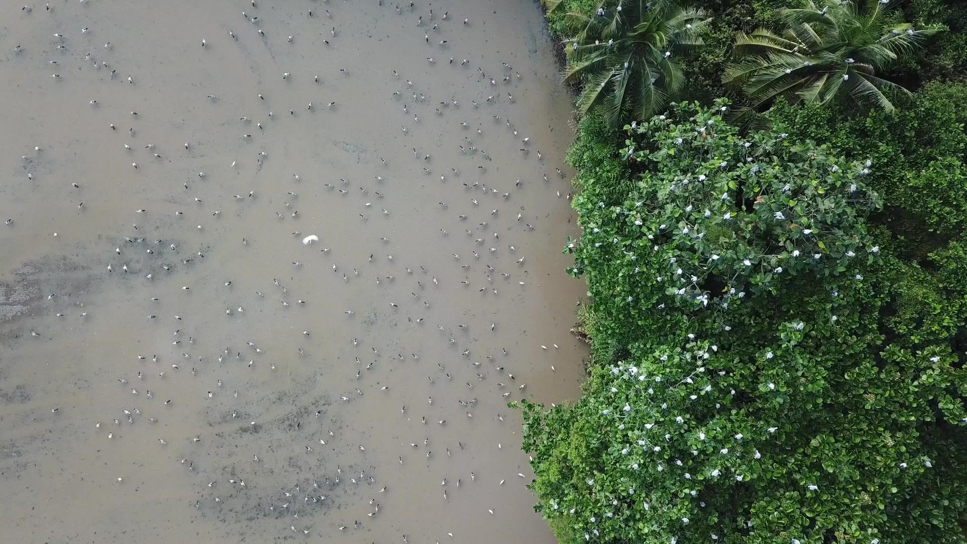 静静地停留在树上视频的预览图