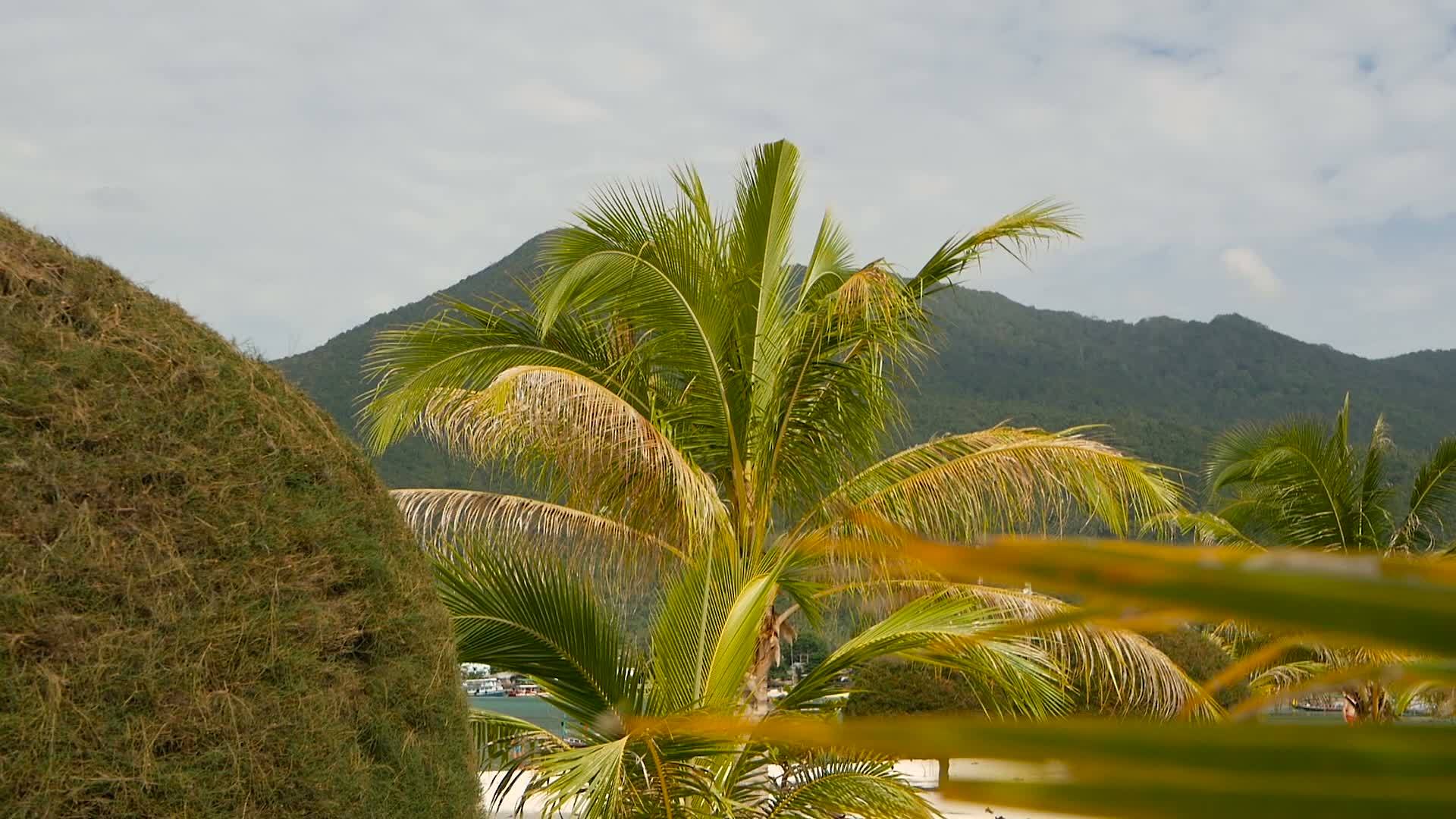 异国情调的树木热带帕岸岛上的绿色椰子树马里布海滩海滩视频的预览图