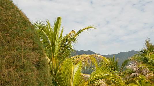 异国情调的树木热带帕岸岛上的绿色椰子树马里布海滩海滩视频的预览图