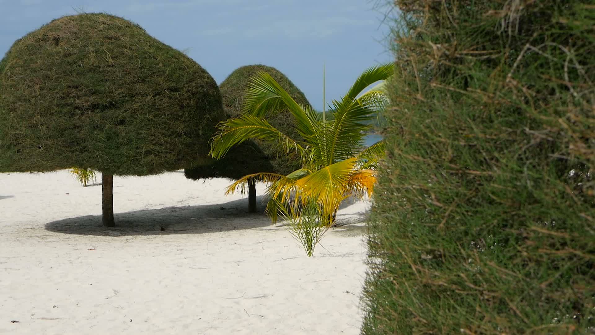 不寻常的异国树热带帕岸岛完美的白色沙滩上的绿色椰子树视频的预览图