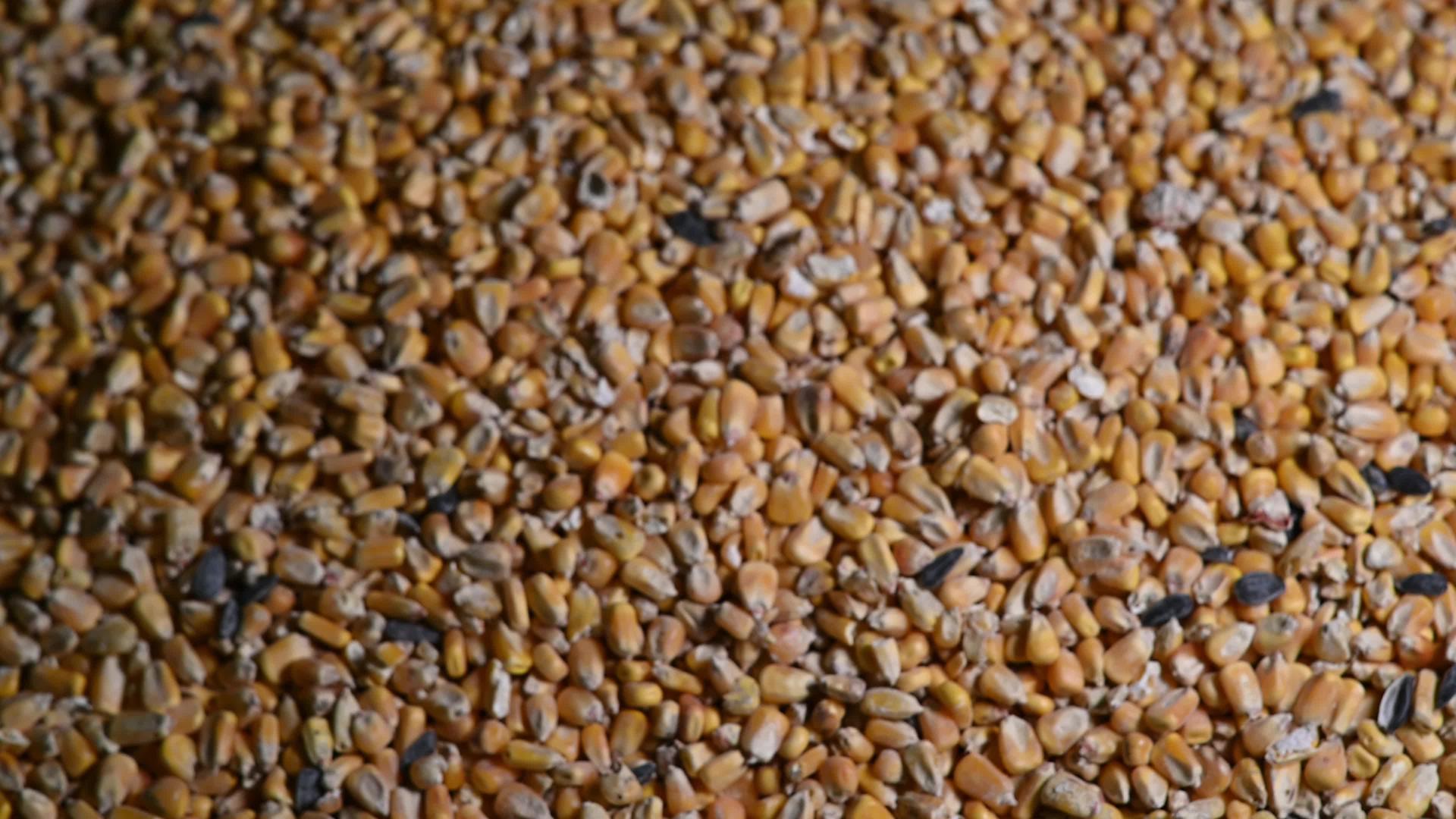 黄玉米用于动物性食物视频的预览图