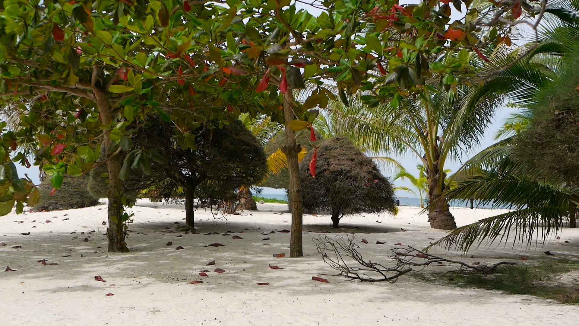 不寻常的异国树热带帕岸岛完美的白色沙滩上的绿色椰子树视频的预览图