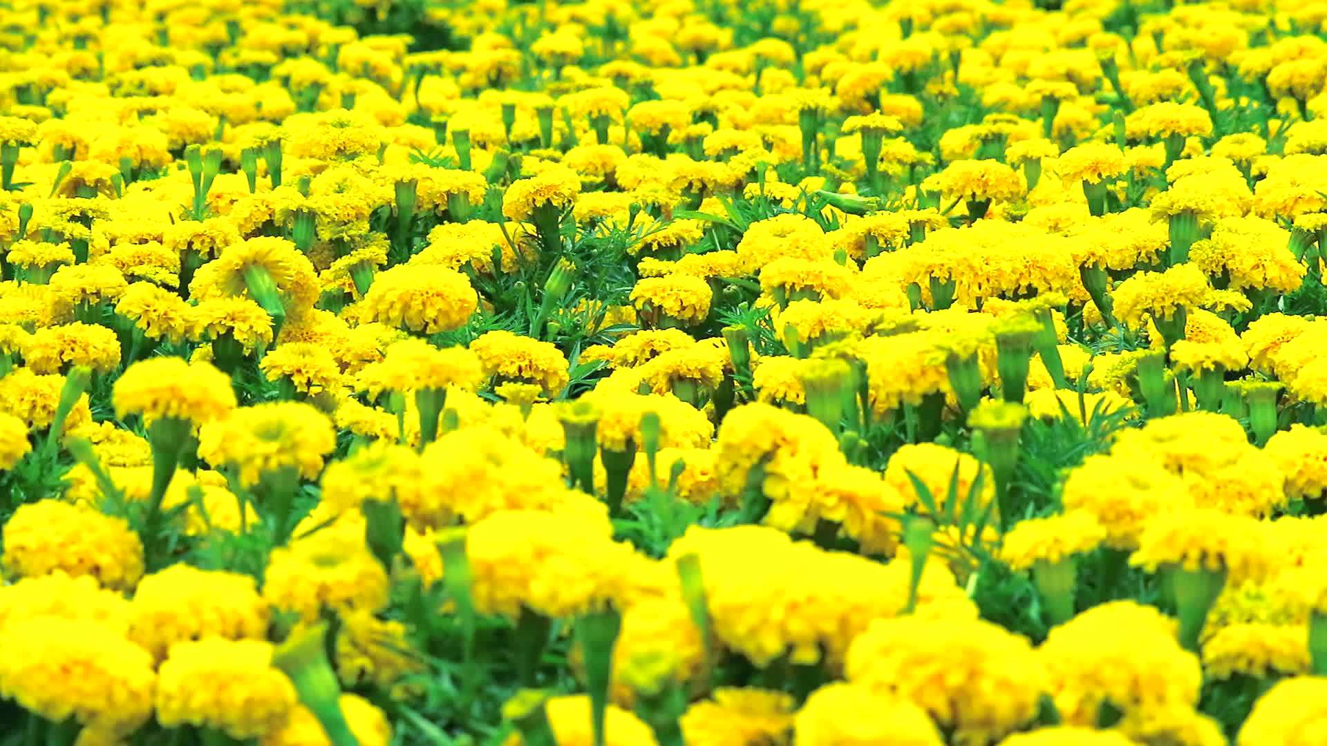 墨西哥马里戈的金色花朵在夏天穿过田野和草原视频的预览图