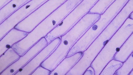 紫洋葱皮在显微镜下视频的预览图