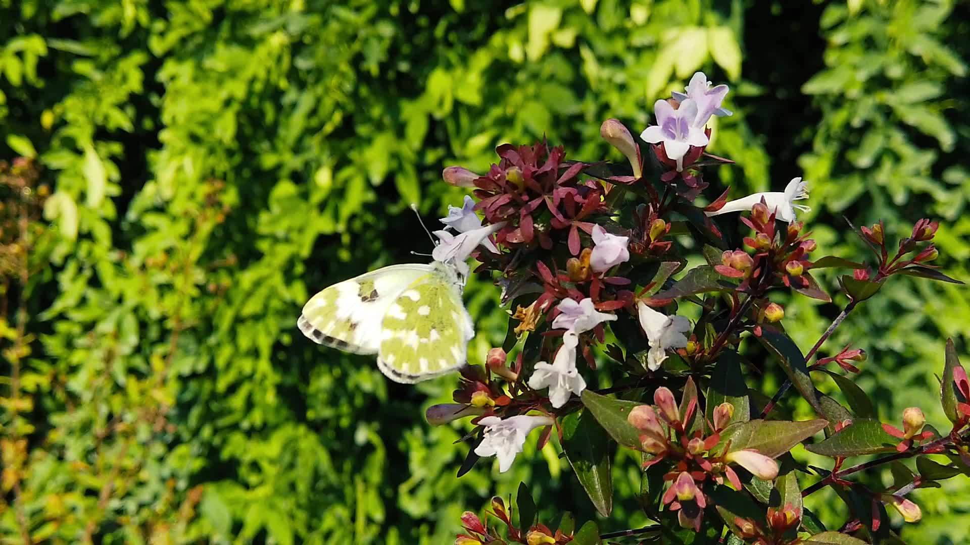 沐浴在阿贝利亚花上的白蝴蝶01慢动作视频的预览图