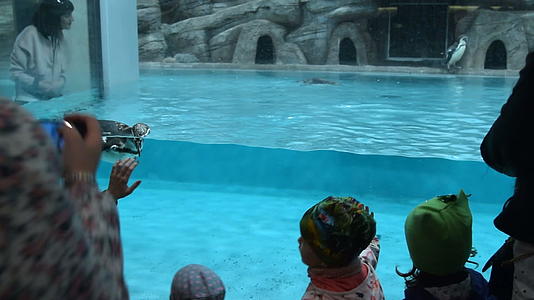 参观动物园和企鹅观看游泳视频的预览图