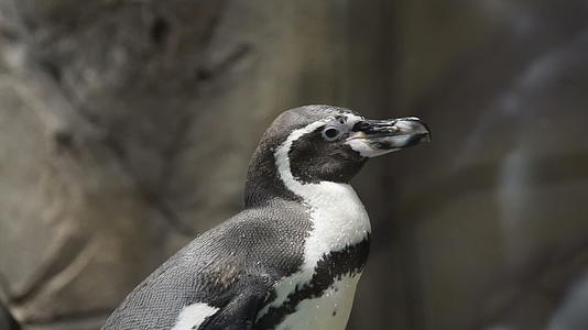 动物园里的企鹅视频的预览图