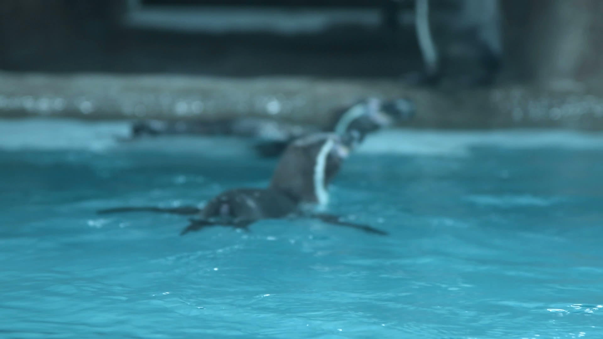 游泳池里的金发企鹅视频的预览图