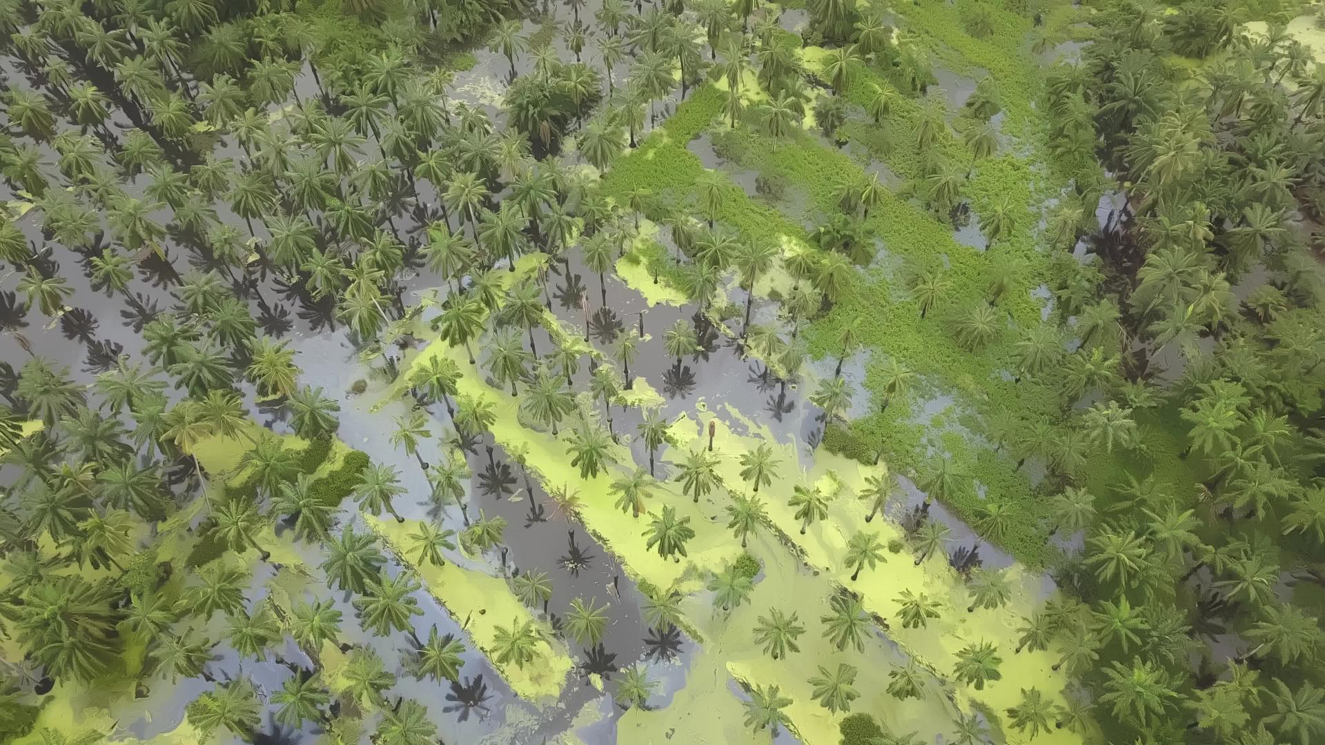 棕榈油发生洪涝视频的预览图