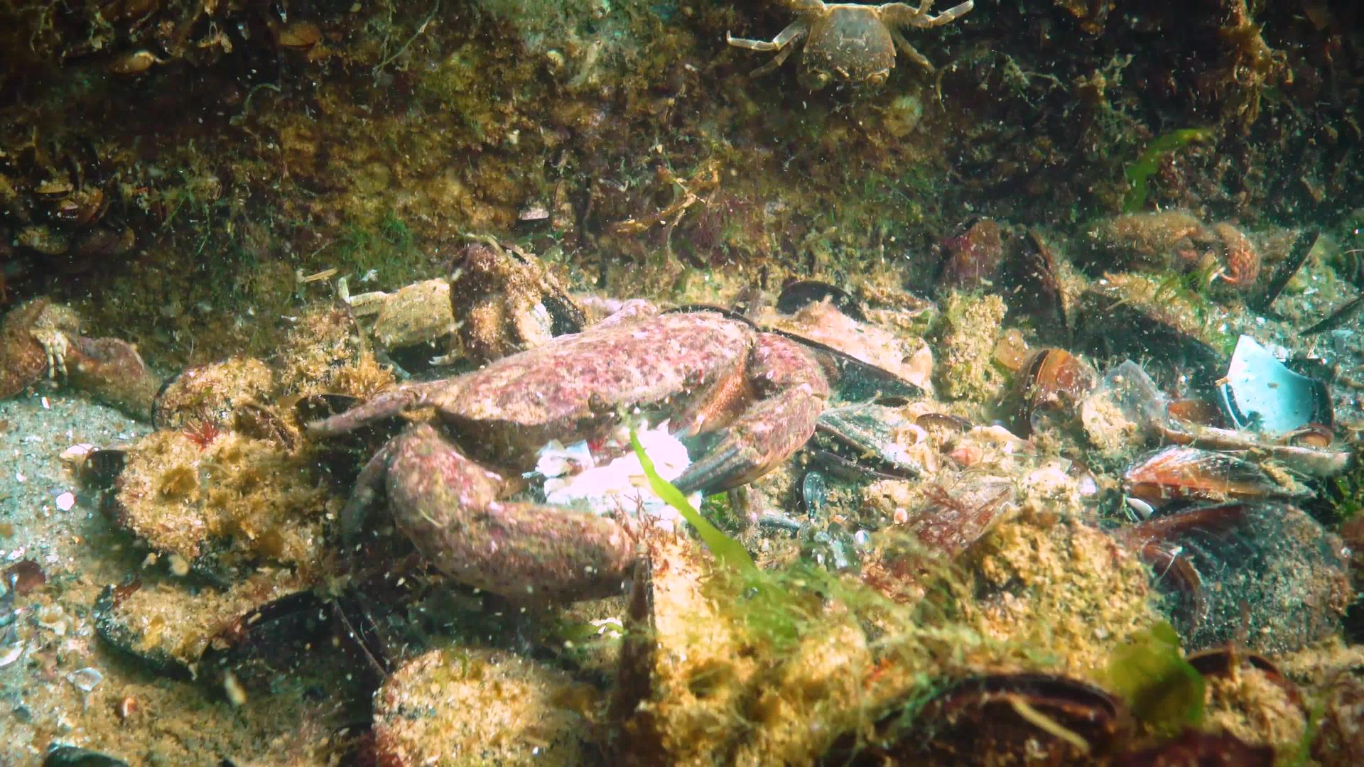 美洲豹圆蟹xanthoporessa黑海动物视频的预览图