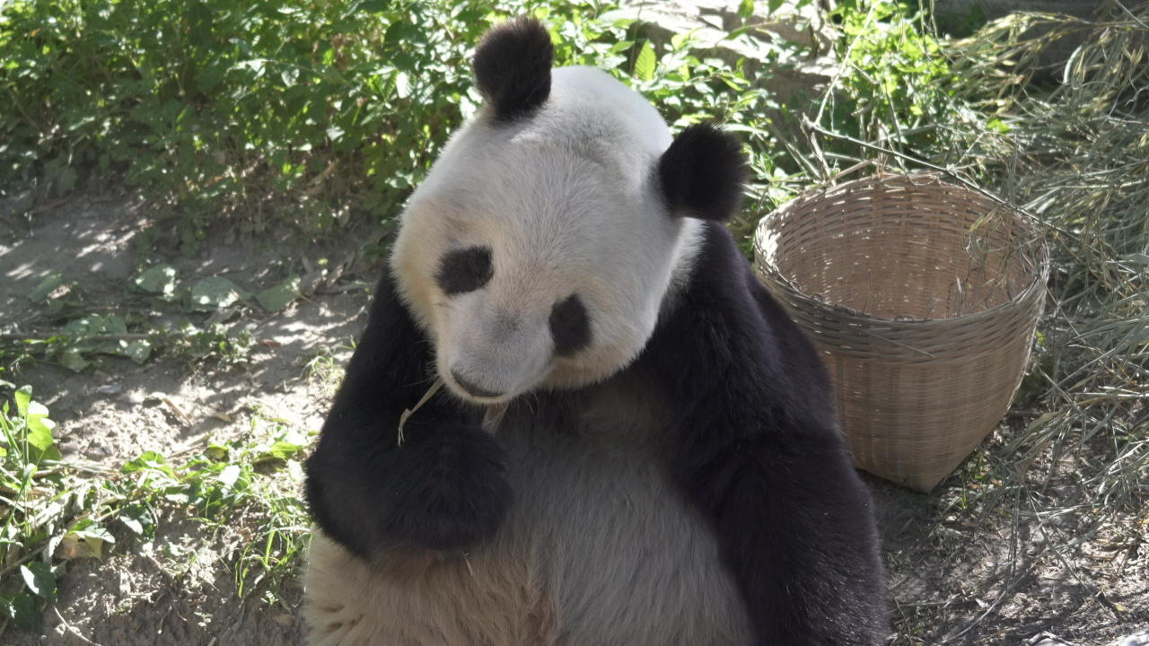 国家一级保护动物熊猫视频的预览图