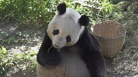 国家一级保护动物熊猫视频的预览图