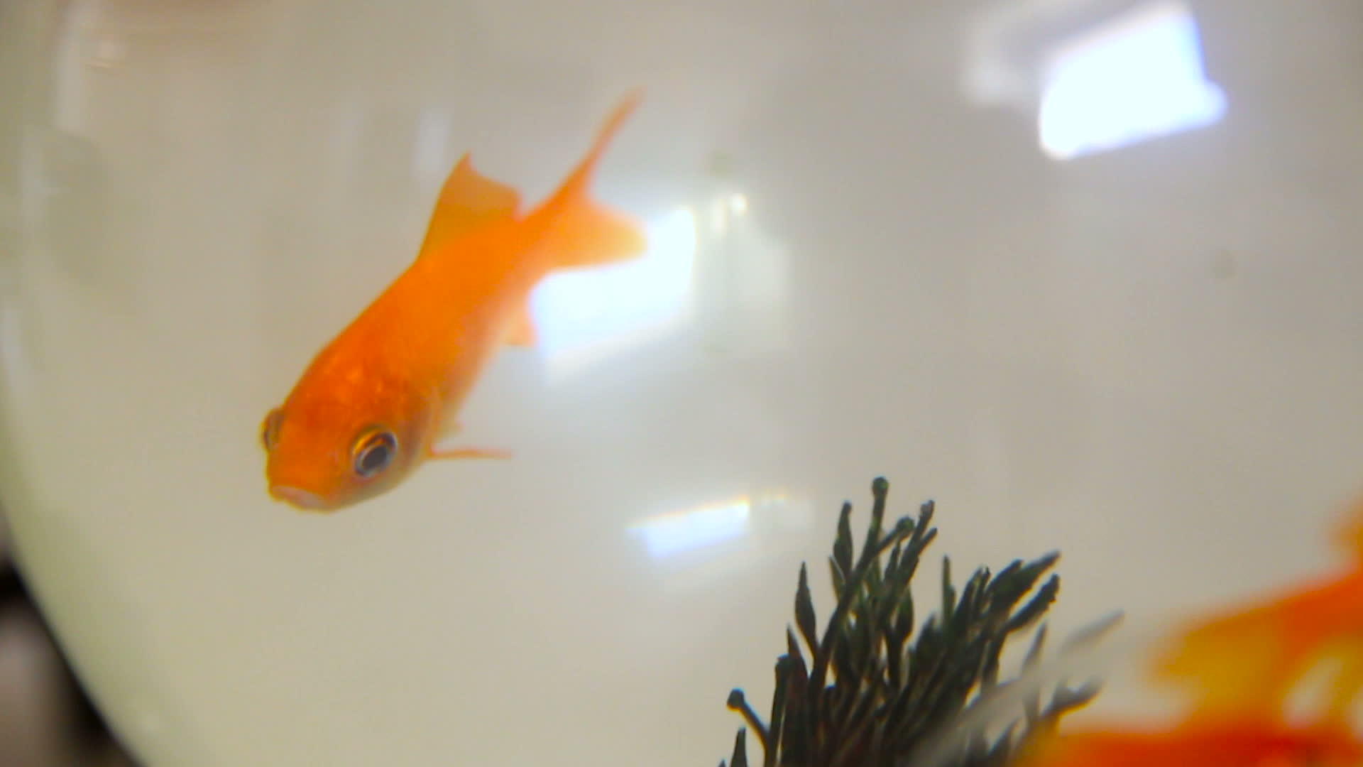 金鱼在玻璃鱼缸里游泳视频的预览图