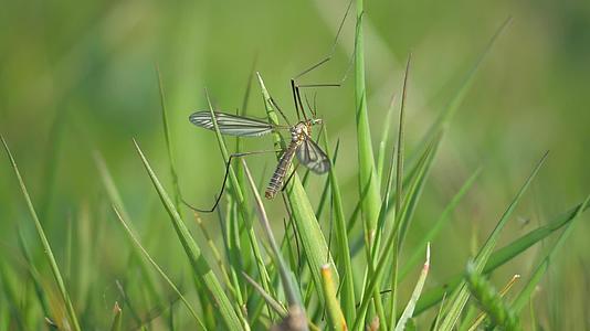 惊恐的昆虫起重机突然从草根上飞出来在草原农村的小村庄里飞行视频的预览图