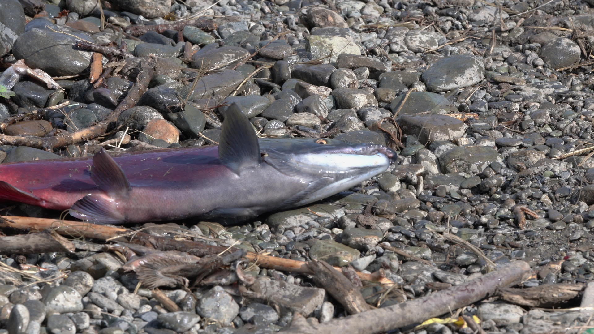 猎人在岸上捕获的石头被击中野生红鲑鱼被偷猎者击中视频的预览图