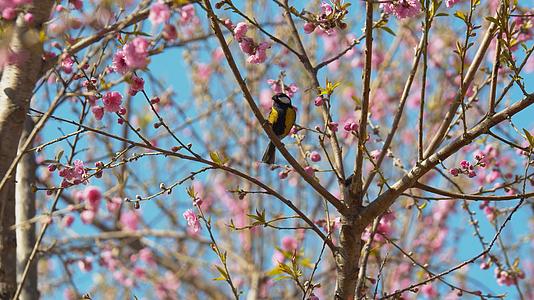 4K实拍春天花朵盛开枝头上的鸟儿视频素材视频的预览图