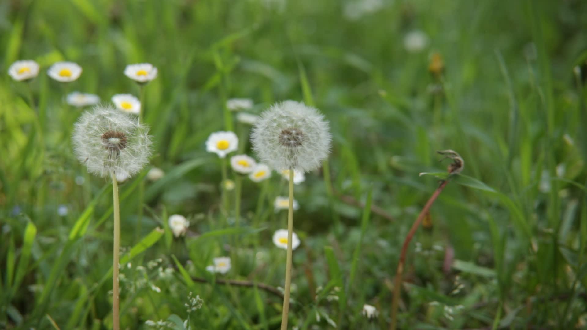 春风从花朵的草原移动到草原上视频的预览图